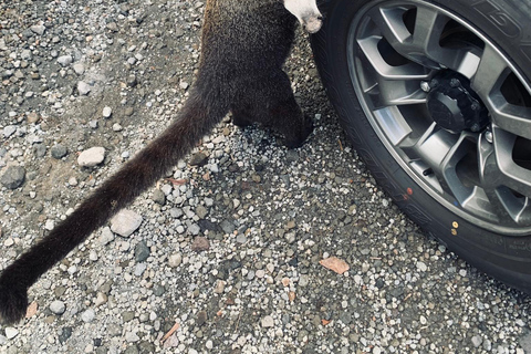 San José: La Fortuna Transfer with Coffee Tour at Doka Farm