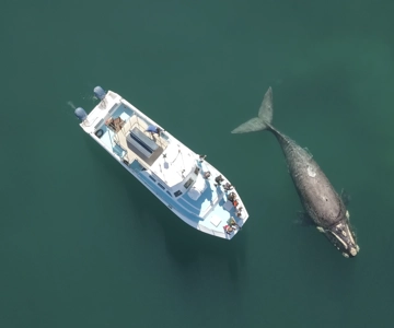 Shark & Whale Trip Combo