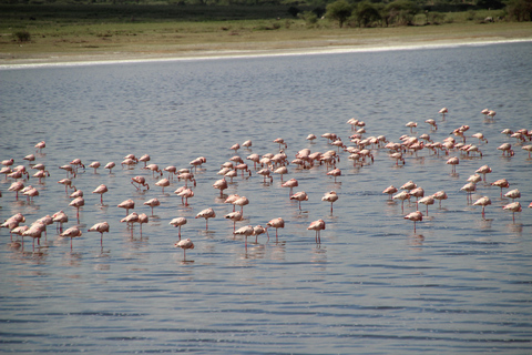 Arusha: 7-Day Safari to Tarangire, Serengeti, and Ngorongoro 7 Days - Tarangire, Serengeti and Ngorongoro Crater