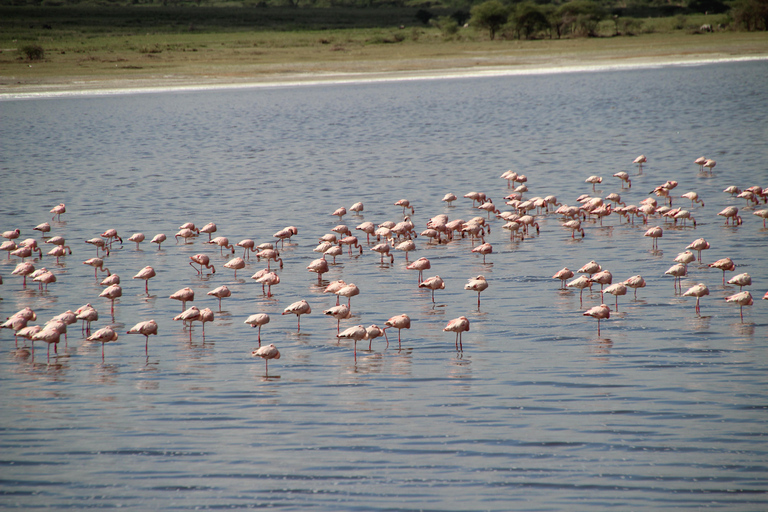 Arusha: 7-Day Safari to Tarangire, Serengeti, and Ngorongoro 7 Days - Tarangire, Serengeti and Ngorongoro Crater