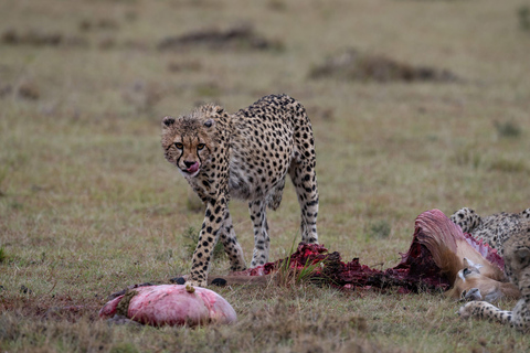 Viaggio di un giorno da Nairobi a Maasai Mara - AWNairobi: Escursione di un giorno nella Riserva Nazionale di Maasai Mara - Privato