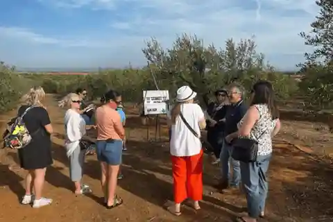 Olive Oil Factory from Sevilla Private Tour