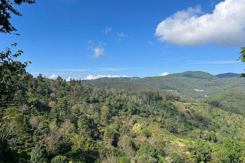 جبل جينغماي (اليونسكو) | غابات الشاي القديمة وقرى دايجبل جينغماي (اليونسكو): غابات الشاي القديمة وقر