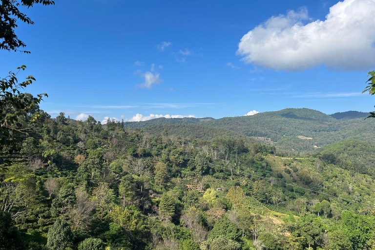 جبل جينغماي (اليونسكو) | غابات الشاي القديمة وقرى دايجبل جينغماي (اليونسكو): غابات الشاي القديمة وقر