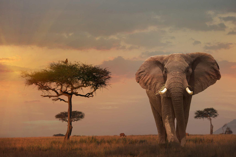 Kenya Big Five Safari