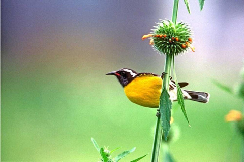 Barbados: Bird Watching Experience