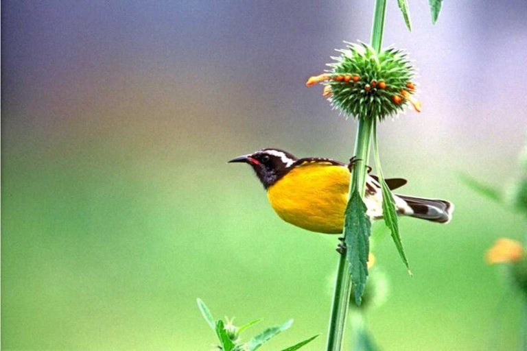 Barbados: Bird Watching Experience