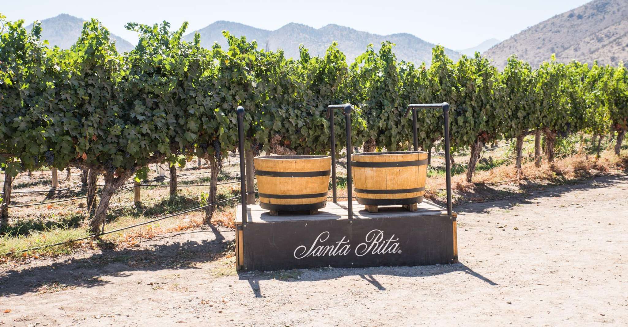 Santa Rita, Dégustation de Vin Ultra Premium, Tour et Transport - Hizvo