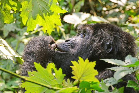 From Kigali: 4-Day Gorilla and Golden Monkey Safari