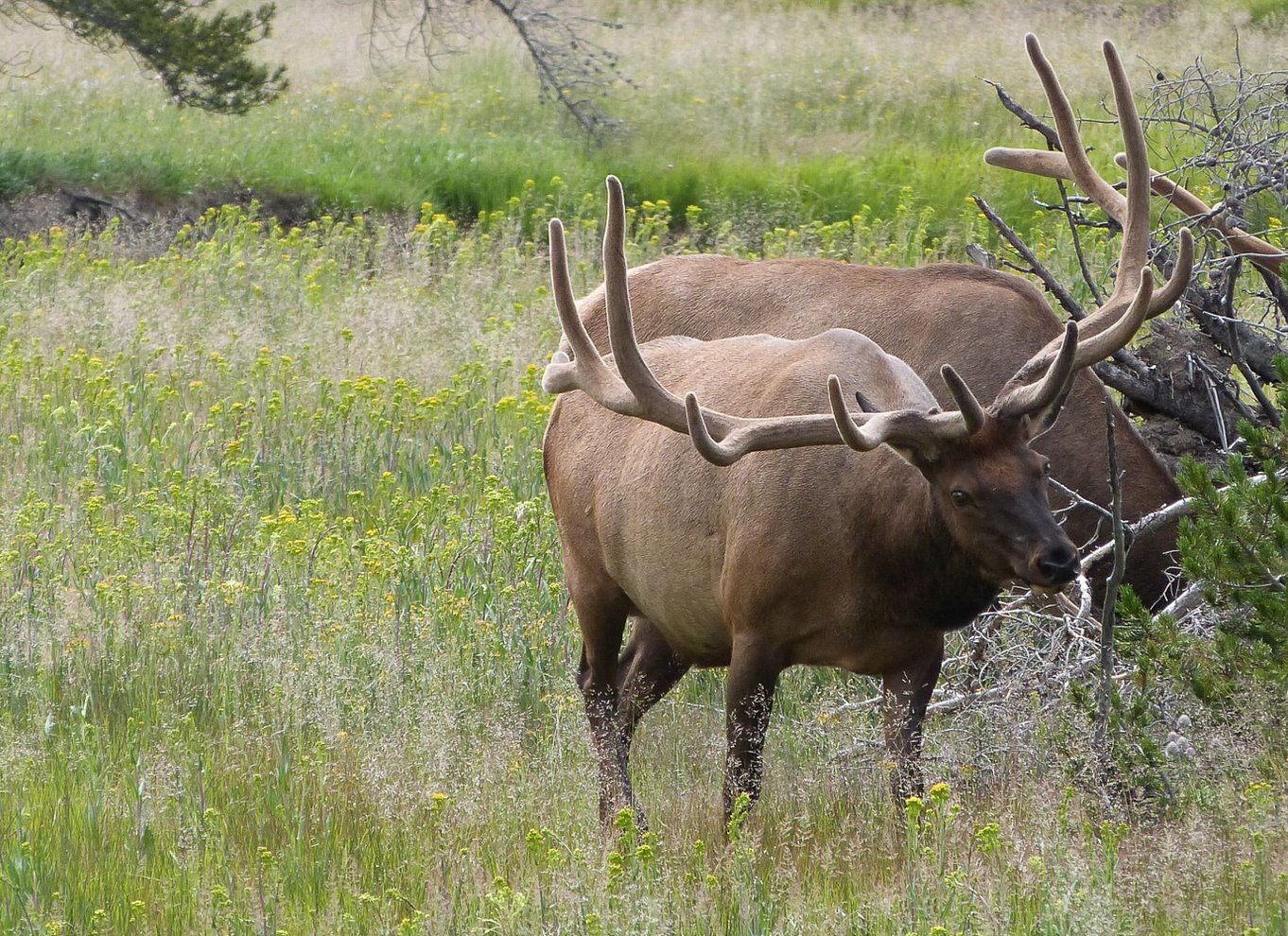 Fra Jackson: Dagsudflugt til Yellowstone National Park med frokost