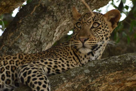 Uganda: 4 dagars upplevelse av Queen Elizabeth National Park