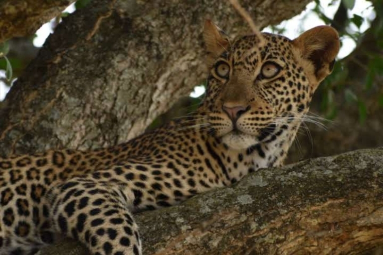 Uganda: Experiencia de 4 días en el Parque Nacional de la Reina Isabel