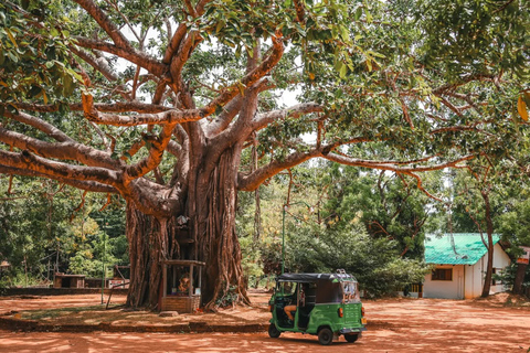 Sigiriya: Pidurangala Rock Hike & Minneriya Jeep Safari
