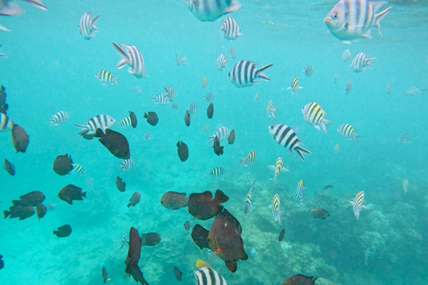 Mnemba: Afrikanska Maldiverna dagstur med lunchNungwi: Afrikanska Maldiverna dagstur med lunch
