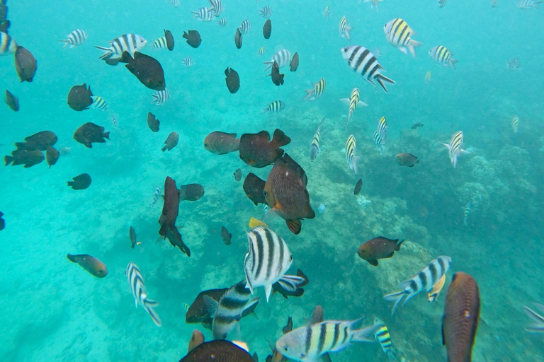Mnemba: Afrikanska Maldiverna dagstur med lunchNungwi: Afrikanska Maldiverna dagstur med lunch
