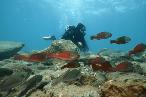 Tenerife: PADI Discovery Scuba Diving in Los Cristianos
