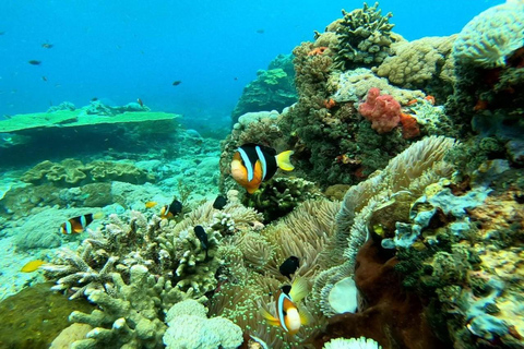 Vanaf Bali: Hele dag privé snorkeltour Nusa PenidaTrefpunt bij de haven van Sanur