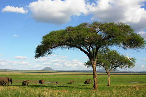 2-Days Private Safari; Tarangire & Ngorongoro Crater