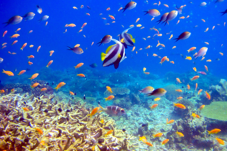 سيمبورنا: نزهة على الأقدام في جزر بوهي 3 وجولة غطس/غوص مع وجبة غداءسيمبورنا: جولة بوهي وماتابوان وسي