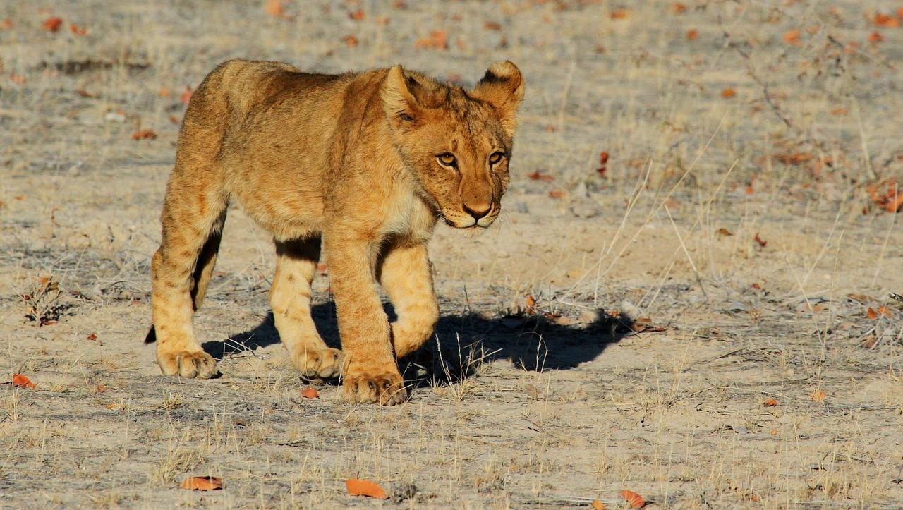 Sansibar: Flug zum Mikumi Nationalpark für eine Tagessafari
