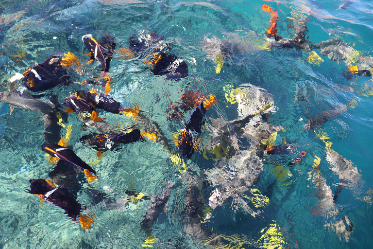 Cabo Encounter with Optional Clear Boat and Lunch