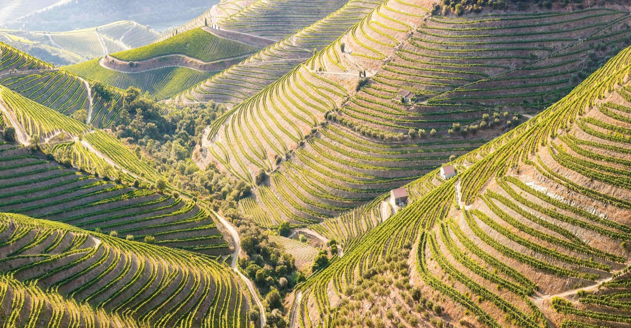 From Porto, Douro Valley w/ Boat Tour, Wine Tasting & Lunch - Housity