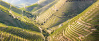来自Porto，杜罗谷（Douro Valley），带船游览，品酒和午餐 - Housity