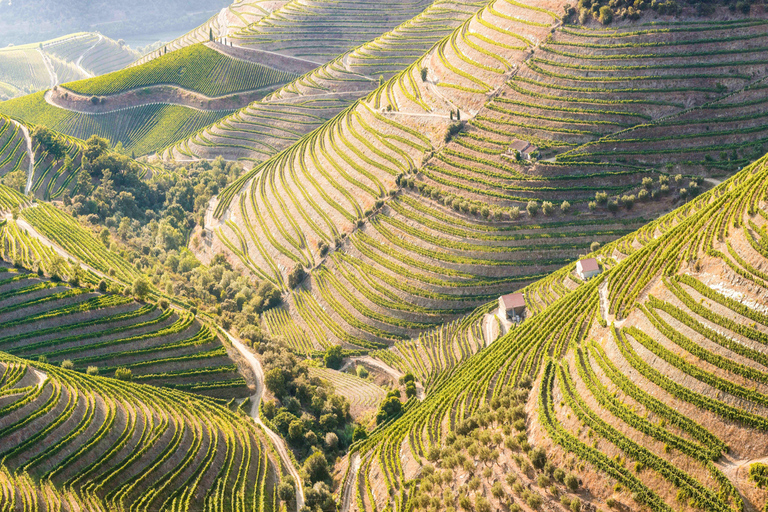 From Porto: Douro Valley w/ Boat Tour, Wine Tasting & Lunch Tour in French with Hotel Pickup