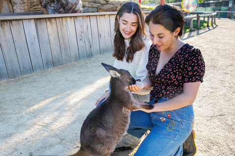 Blue Mountains Tour w/Lunch: Scenic World, Zoo & Koala Photo
