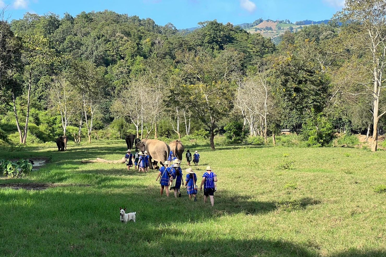 Chiang Mai : Nouvelle maison des éléphants Programme de soins aux éléphantsAvec transfert depuis la ville de Chiang Mai