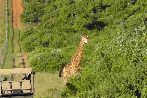 Schotia Safari – Big 5 Experience with High Lion Sightings