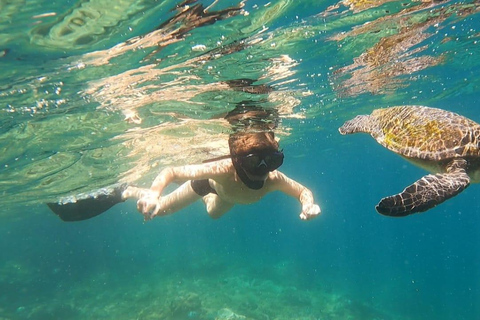 Esnórquel con tortugas en su hábitat natural