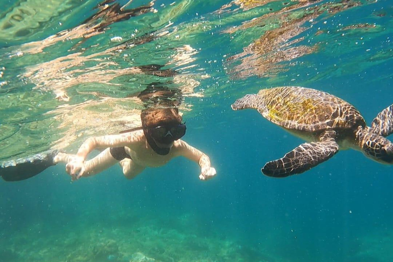 Snorkeling with turtles in their natural habitat