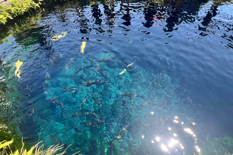 Från Tokyo: Fuji-berget eller Hakone Sightseeing Privat dagstur