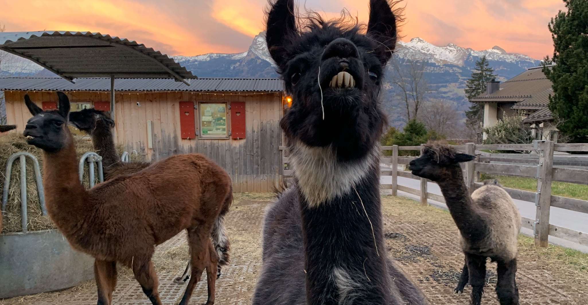 Triesenberg, Passeggiata con un lama tra le bellissime montagne - Hizvo