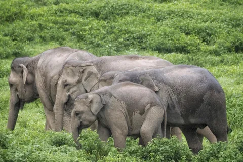 HUA HIN: Kui Buri Elephant Safari Tour (Privat 2 eller 3 personer)
