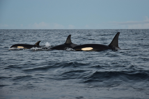 From Tromsø/Skjervøy: Whale Safari by RIB Boat From Skjervøy: Whale Safari by RIB Boat (No transfer)
