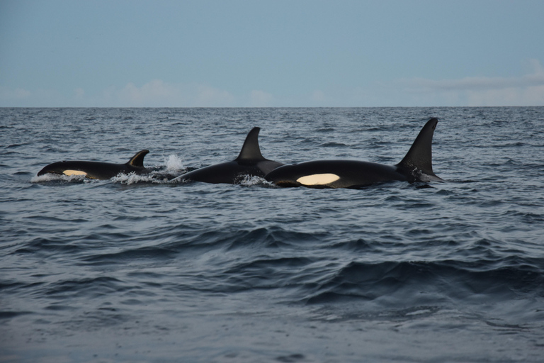 From Tromsø/Skjervøy: Whale Safari by RIB Boat From Skjervøy: Whale Safari by RIB Boat (No transfer)