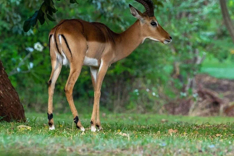 迪亚尼：城市观光、Vipingo Ridge 高尔夫球场、察沃东部国家公园观光迪亚尼：城市观光、Vipingo Ridge 高尔夫球场、Tsavo East 野生动物观光