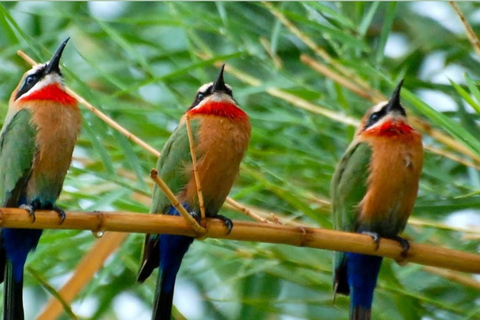 Durban: Tala Game Reserve, Phezulu Park en markttour