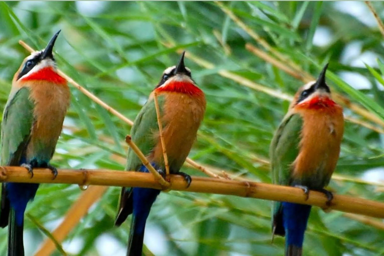 Durban: Tala Game Reserve, Phezulu Park en markttour