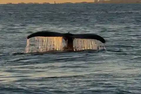Oahu: Whale Sail Charter