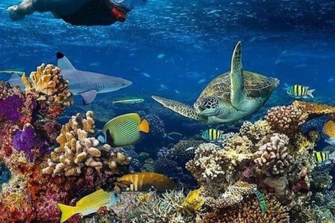 Mnemba Island: Guided Snorkeling & Dolphin Swim Experience Private Mnemba Island Snorkeling and dolphin swim