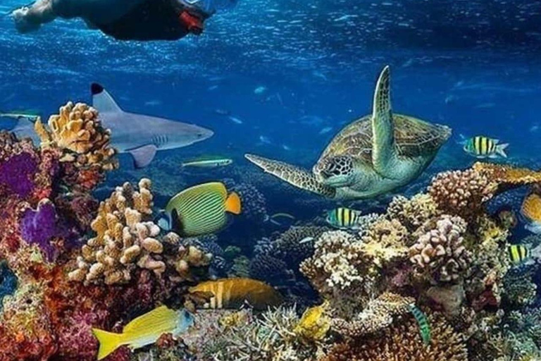 Mnemba Island: Guided Snorkeling & Dolphin Swim Experience Private Mnemba Island Snorkeling and dolphin swim