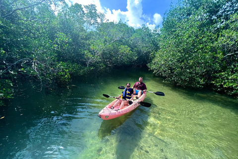 Tavernier, FL: Mangrove and Manatees Guided Kayak Eco Tour