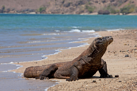 Bali: Komodo Island Day Trip with Flights and Snorkeling