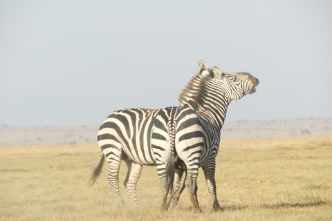 Private Nairobi National Park Drive in 4*4 landcruiser