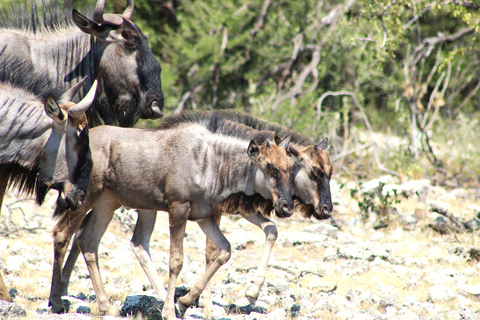 Windhoek: 3-Day Guided Safari in Etosha with Lodge