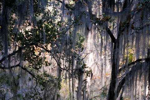 Oaxaca: Hiking Tour In the Sierra Norte With Lunch