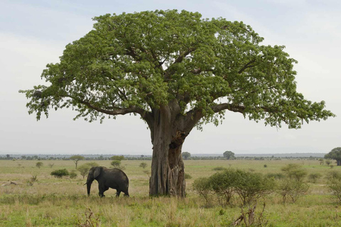 Safari en groupe de 4 jours dans le Tarangire, le Ngorongoro et le Serengeti